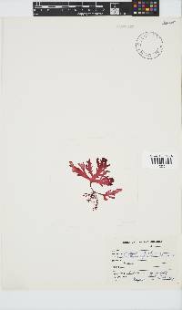 Calliblepharis fimbriata image