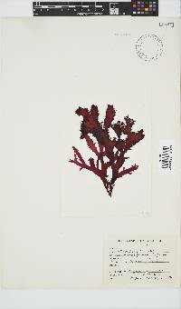 Calliblepharis fimbriata image