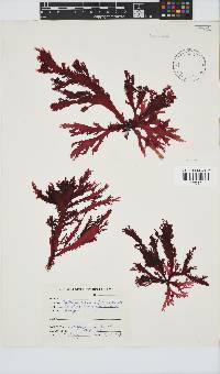 Calliblepharis fimbriata image