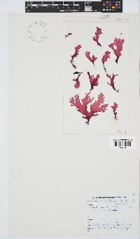 Calliblepharis fimbriata image