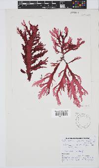 Calliblepharis fimbriata image