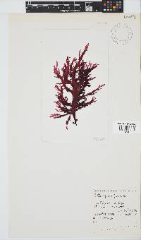 Calliblepharis fimbriata image
