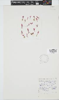 Calliblepharis fimbriata image
