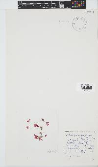 Calliblepharis fimbriata image