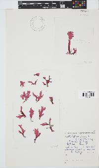 Calliblepharis fimbriata image
