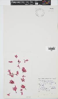 Calliblepharis fimbriata image
