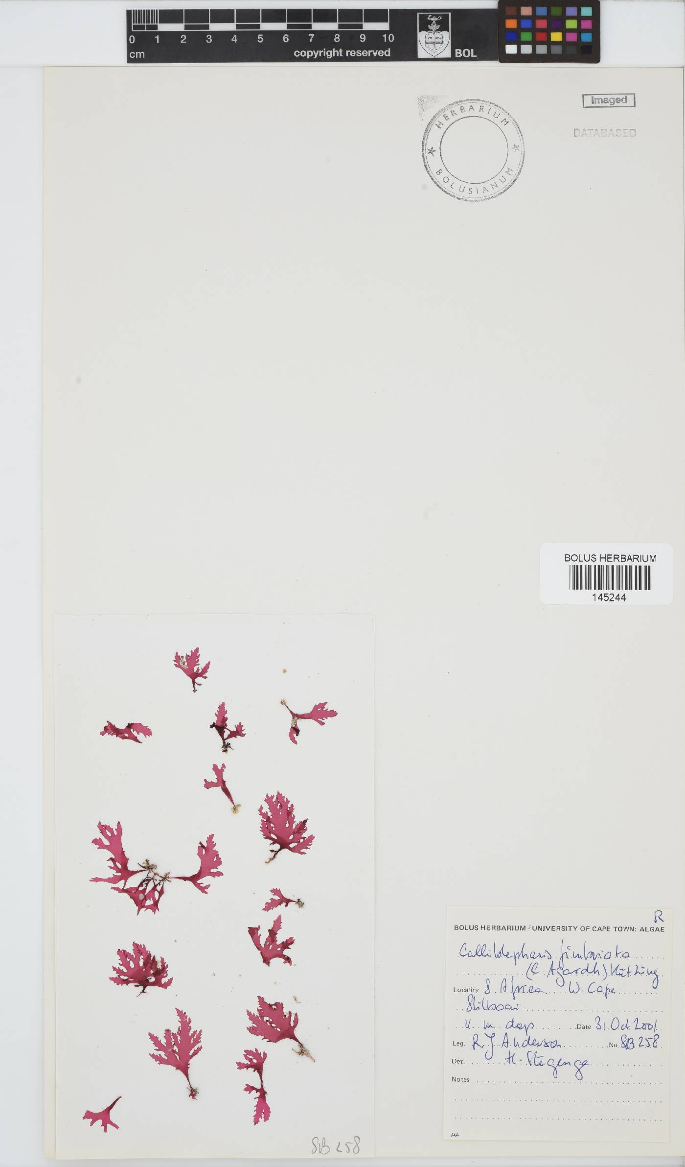Calliblepharis image