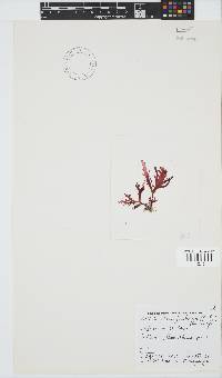 Calliblepharis fimbriata image