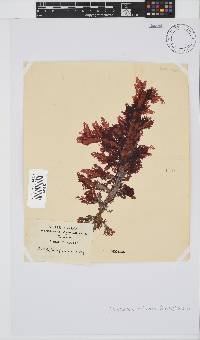 Calliblepharis fimbriata image