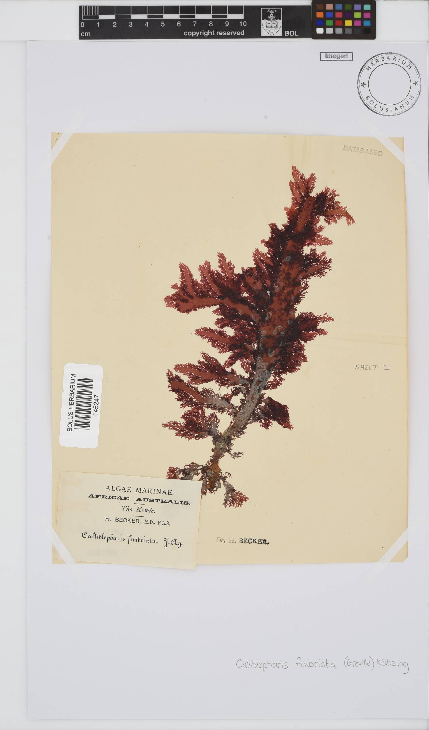 Calliblepharis image