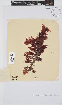 Calliblepharis fimbriata image