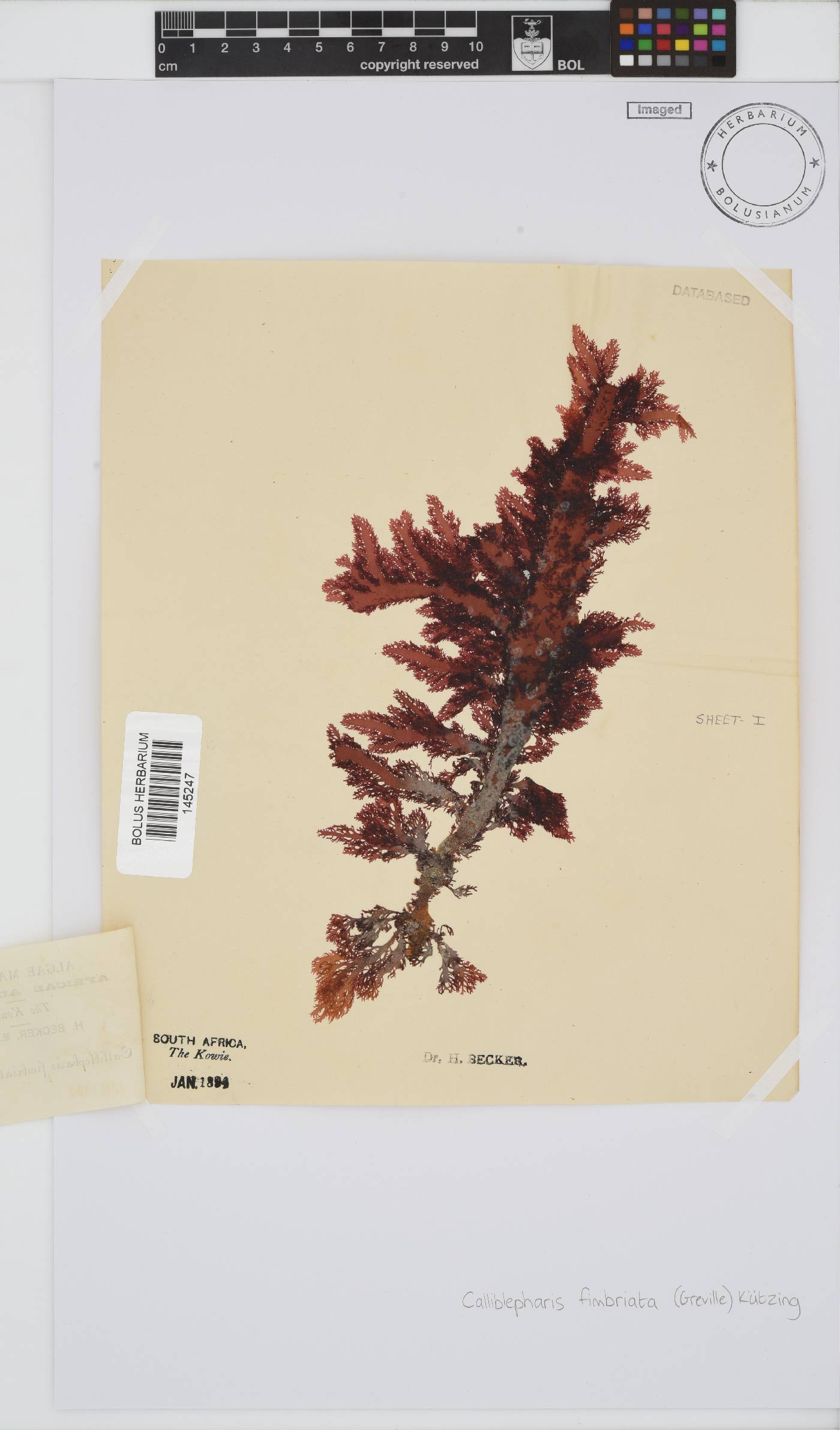 Calliblepharis image