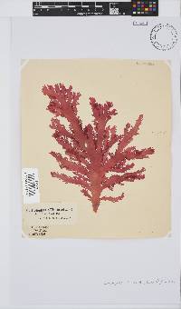 Calliblepharis fimbriata image