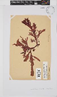 Calliblepharis fimbriata image