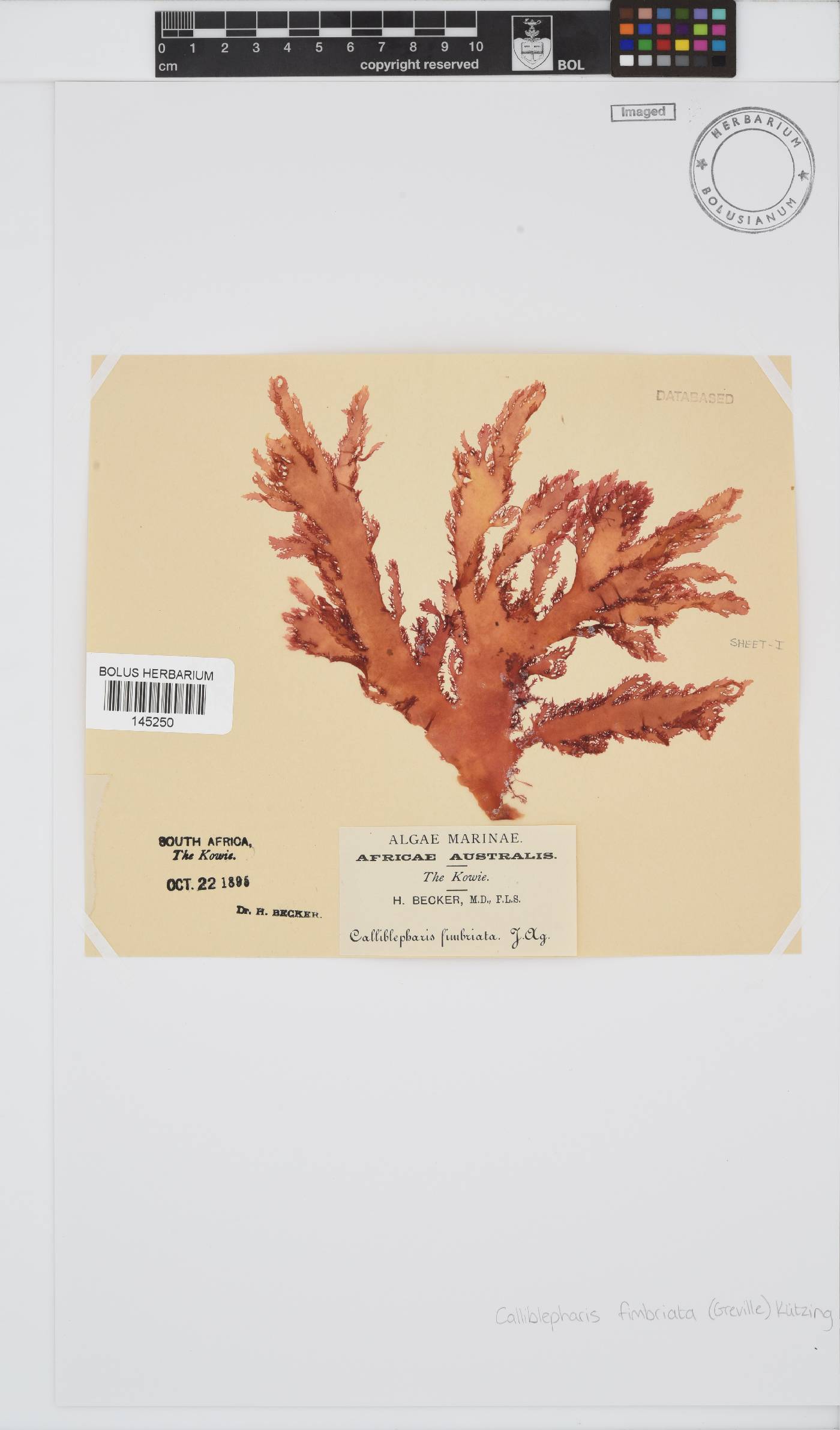 Calliblepharis fimbriata image
