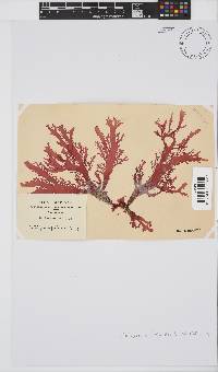 Calliblepharis fimbriata image