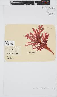 Calliblepharis fimbriata image