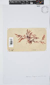 Calliblepharis fimbriata image