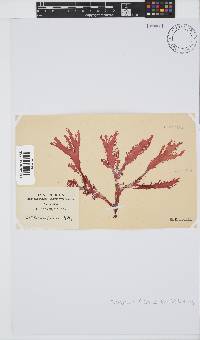 Calliblepharis fimbriata image