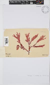 Calliblepharis fimbriata image