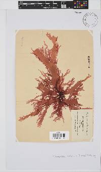 Calliblepharis fimbriata image