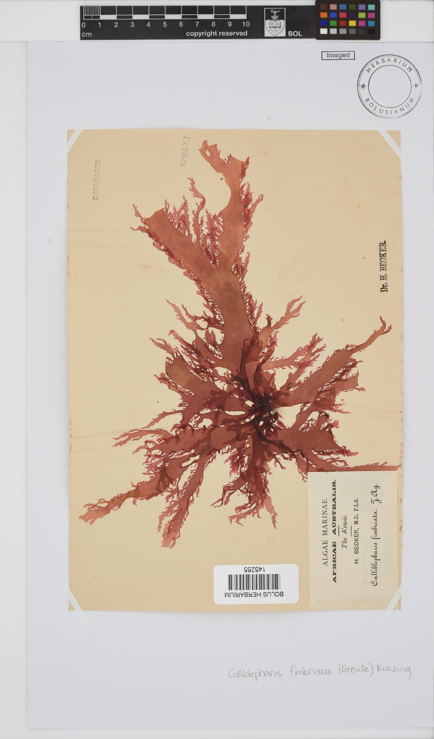 Calliblepharis fimbriata image