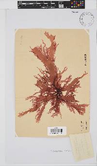 Calliblepharis fimbriata image