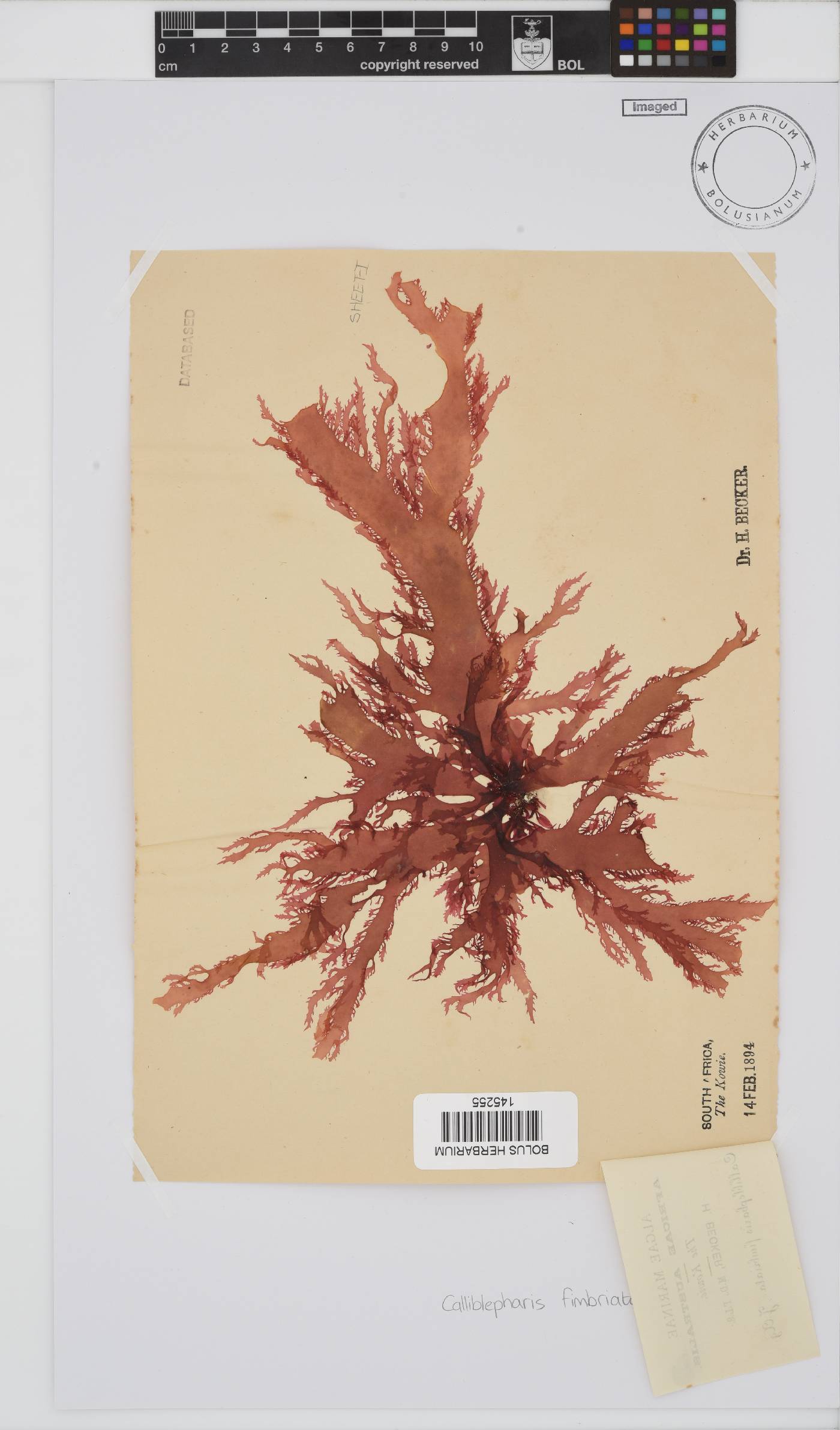 Calliblepharis fimbriata image
