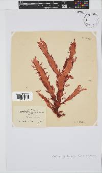 Calliblepharis fimbriata image