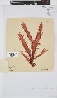 Calliblepharis fimbriata image