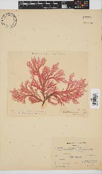 Calliblepharis fimbriata image