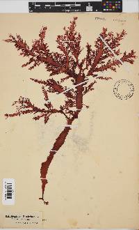 Calliblepharis fimbriata image