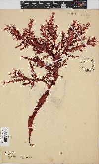 Calliblepharis fimbriata image