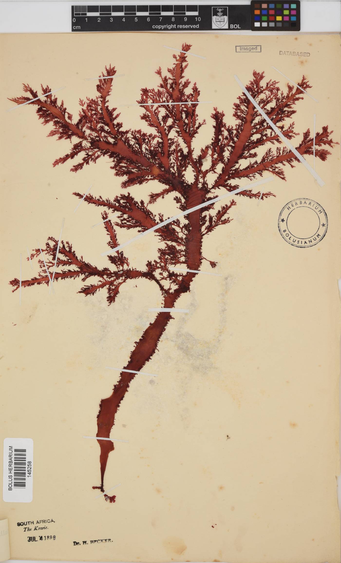 Calliblepharis fimbriata image