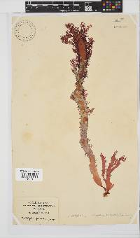 Calliblepharis fimbriata image