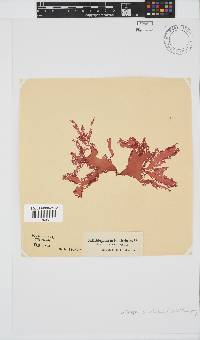 Calliblepharis fimbriata image