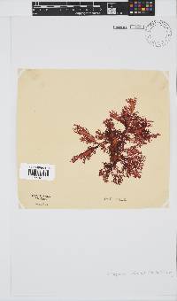 Calliblepharis fimbriata image