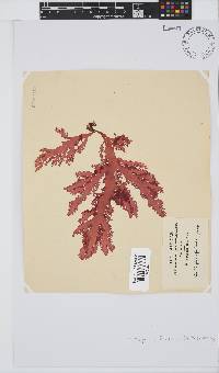 Calliblepharis fimbriata image