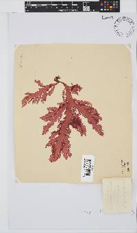 Calliblepharis fimbriata image