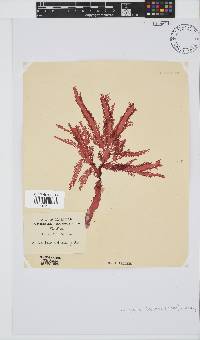 Calliblepharis fimbriata image