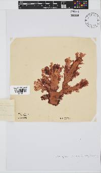 Calliblepharis fimbriata image