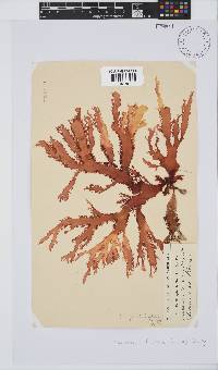 Calliblepharis fimbriata image