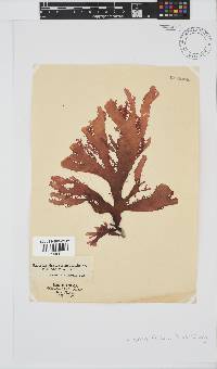 Calliblepharis fimbriata image