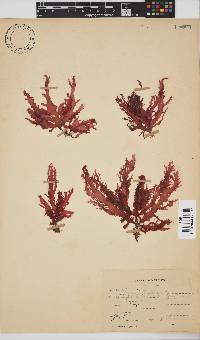 Calliblepharis fimbriata image