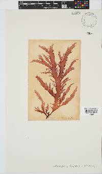 Calliblepharis fimbriata image