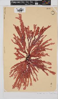 Calliblepharis fimbriata image
