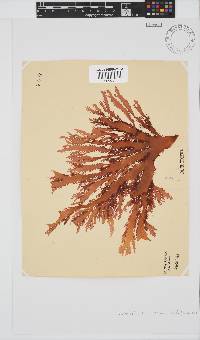 Calliblepharis fimbriata image