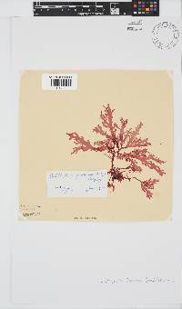 Calliblepharis fimbriata image