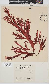Calliblepharis fimbriata image