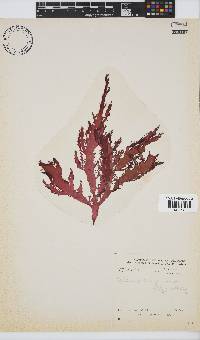 Calliblepharis fimbriata image